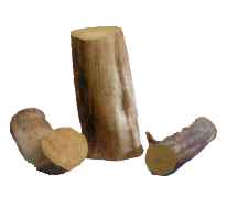 Cottonwood Root